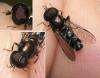 Eumerus sp.